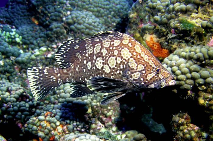 Marbled Grouper